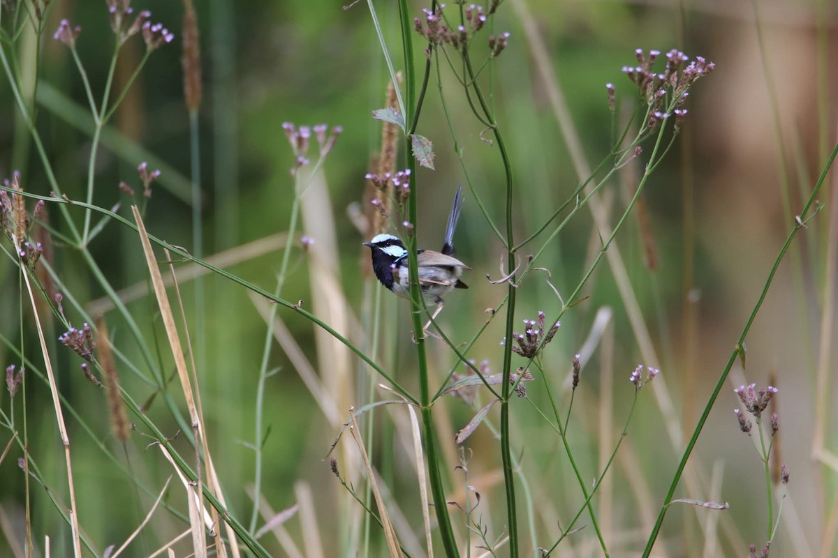 Великолепный малюр - ML645770160