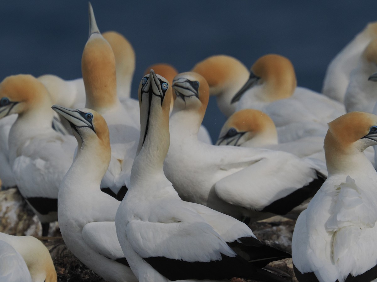 Капская олуша - ML645770185