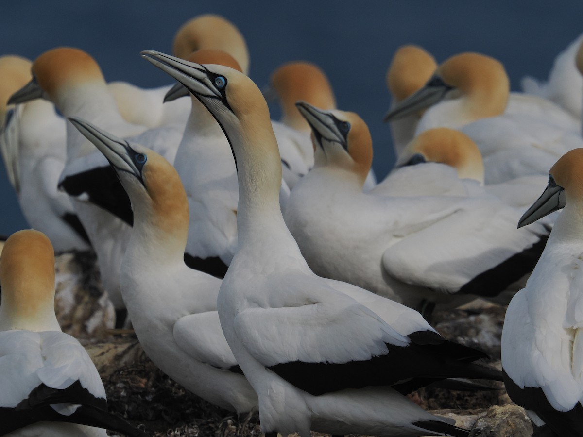 Капская олуша - ML645770186