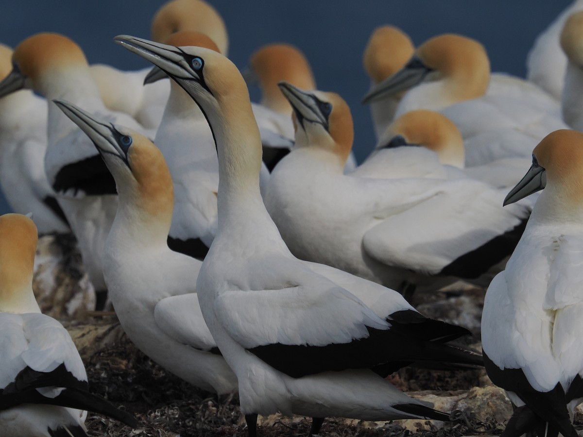 Капская олуша - ML645770187