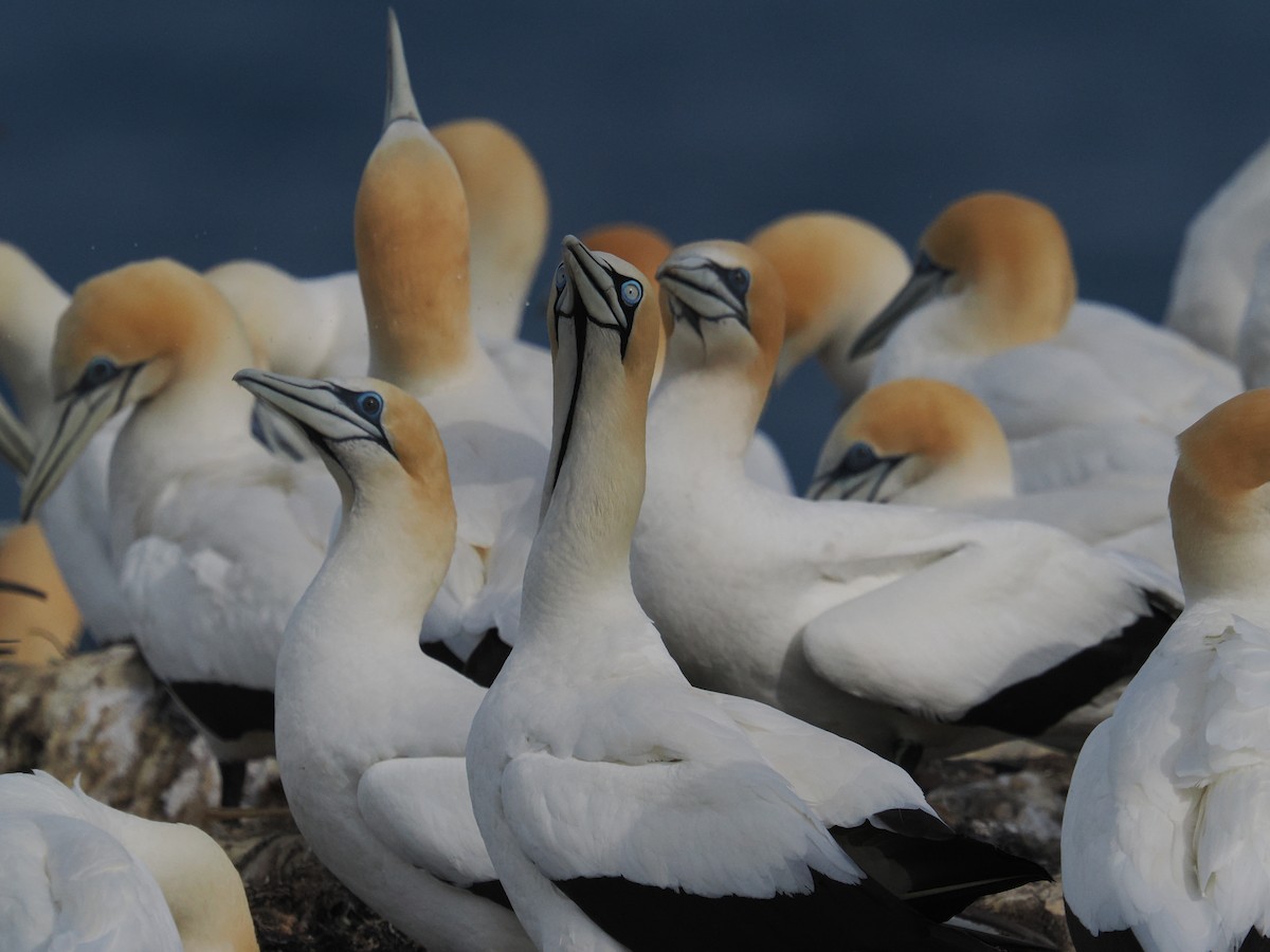 Капская олуша - ML645770188