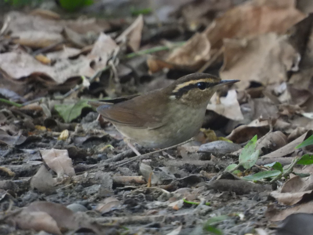 Asian Stubtail - ML645770191