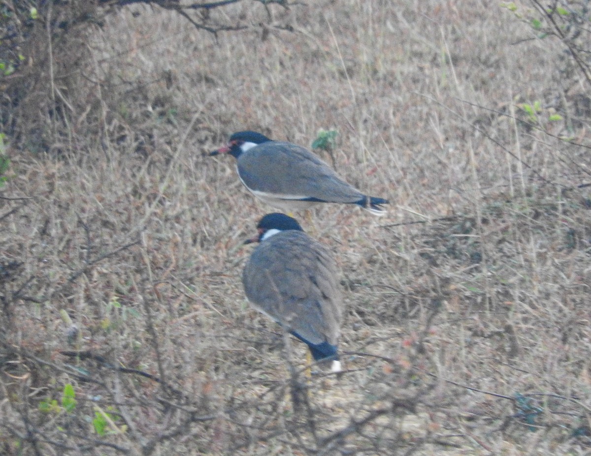 Red-wattled Lapwing - ML645770192