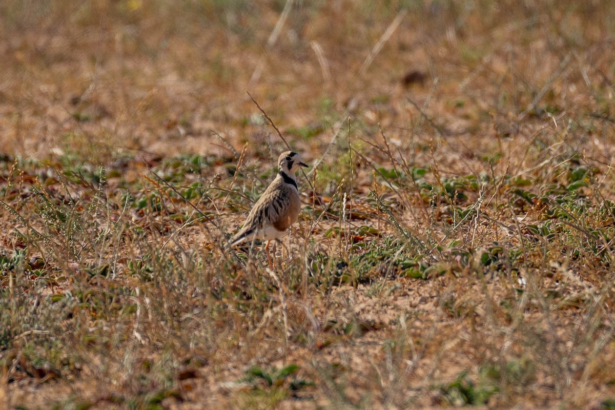 Inland Dotterel - ML645770193