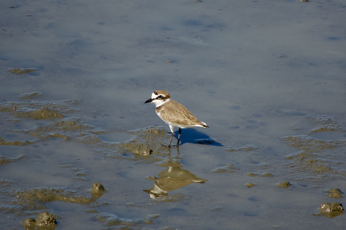 Kentish Plover - ML645770197