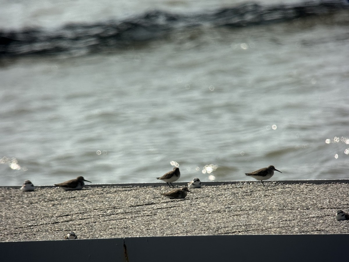 Kentish Plover - ML645770198