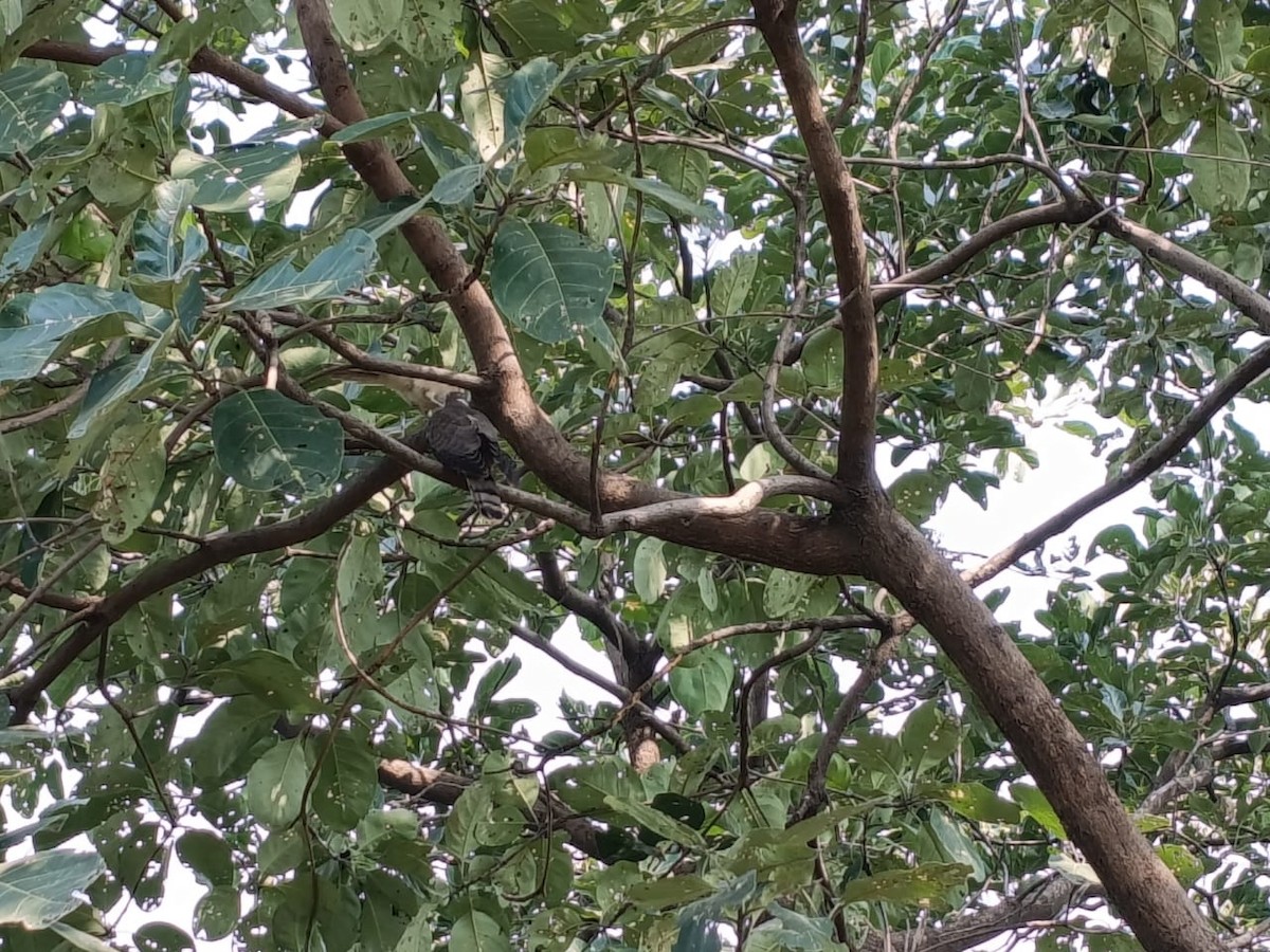 Common Hawk-Cuckoo - ML645770199