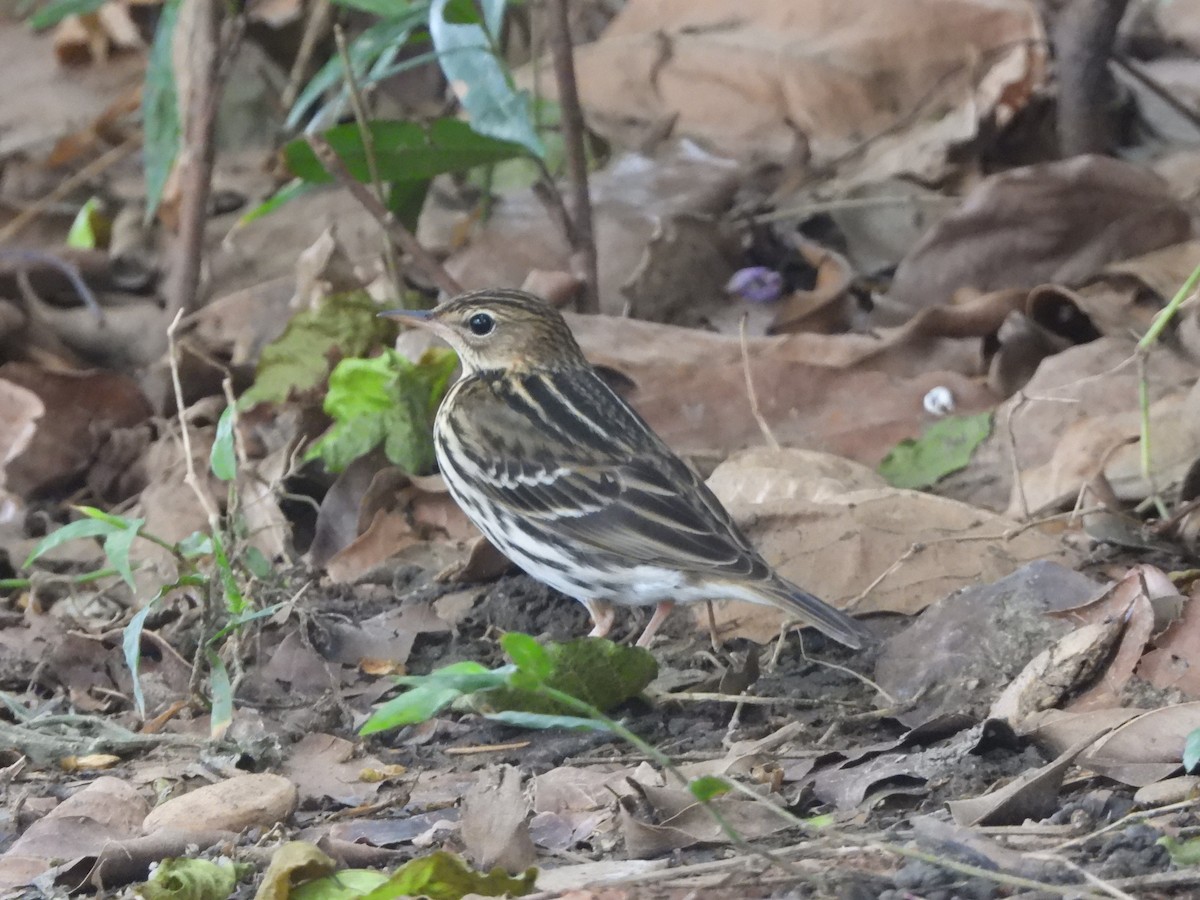 Pechora Pipit - ML645770200
