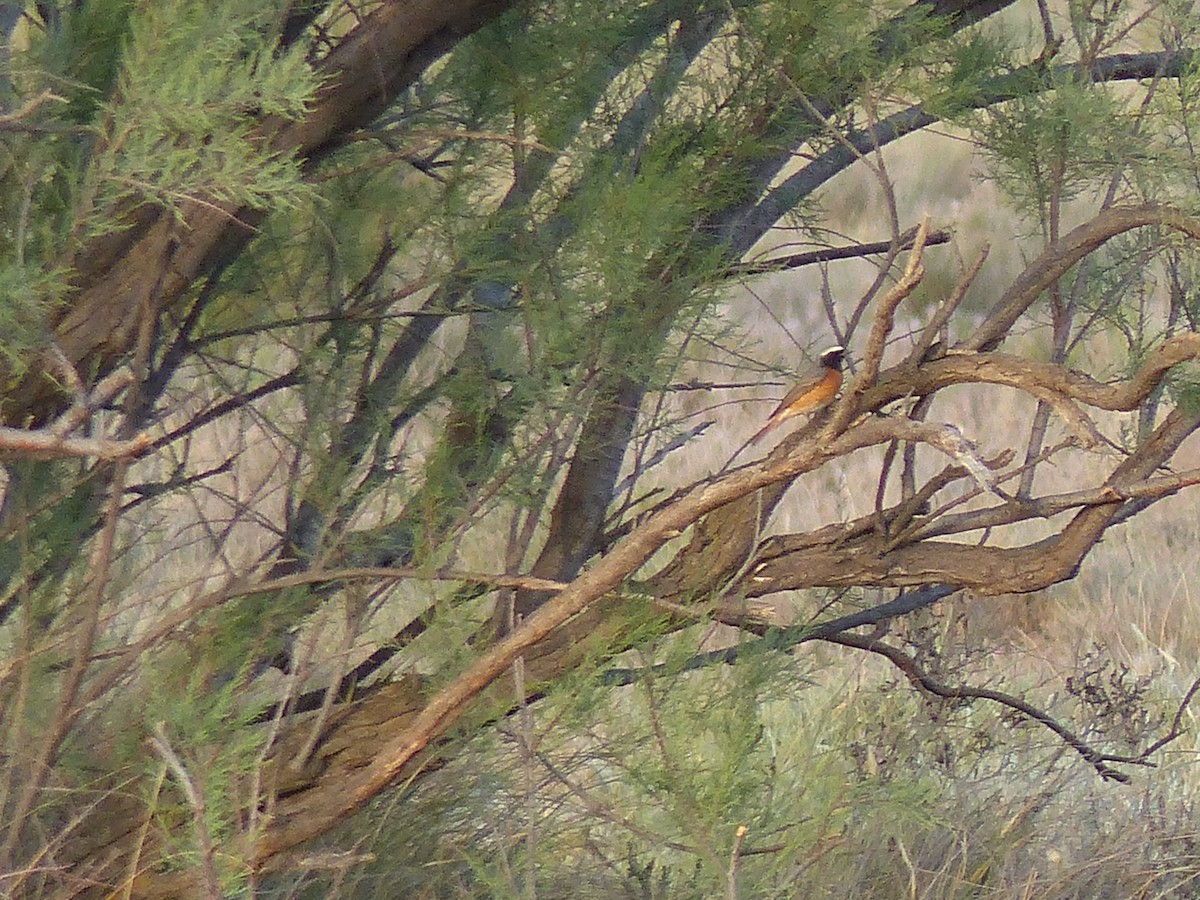 Common Redstart - ML645770201