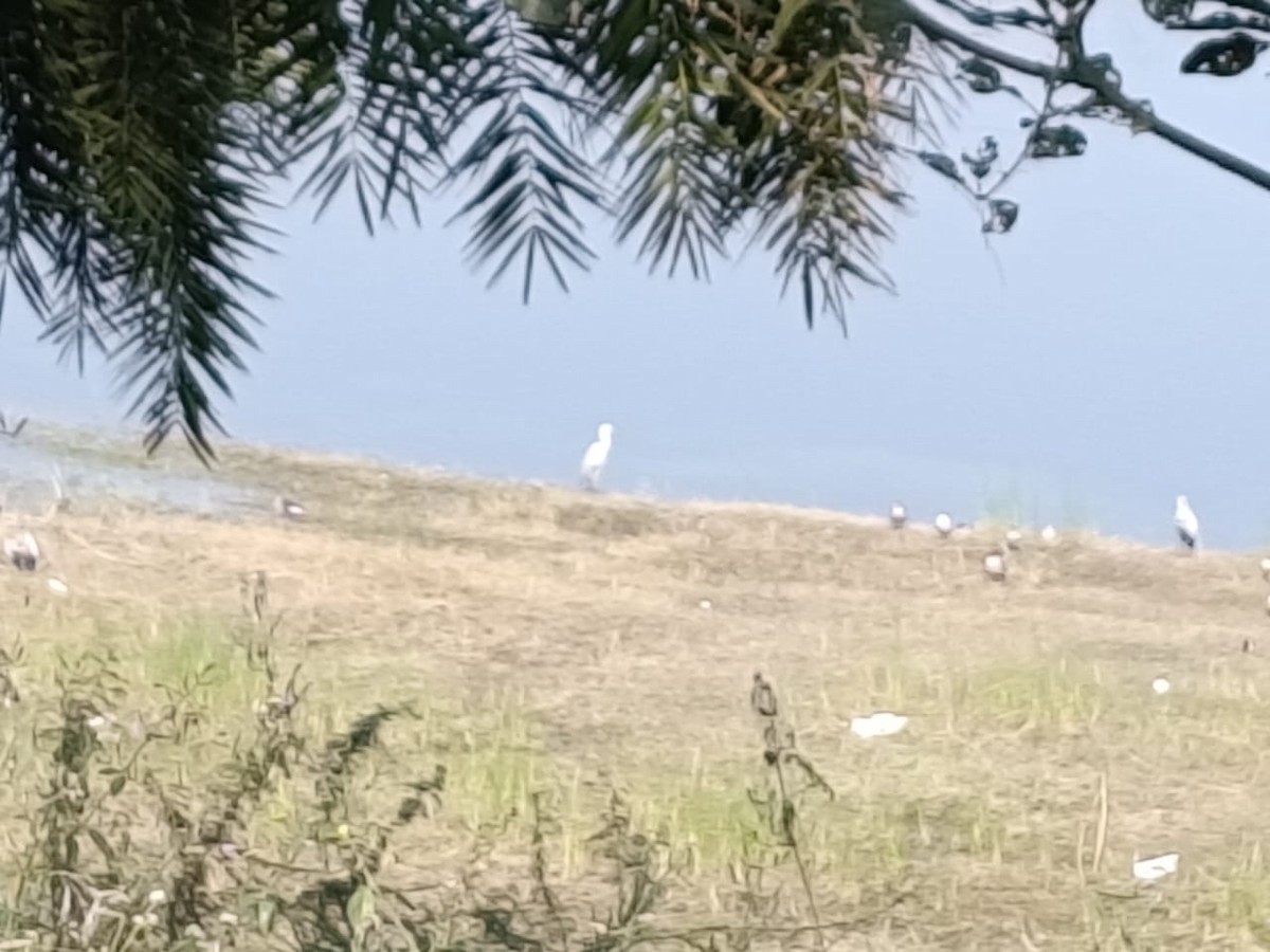 Gray Heron - ML645770202