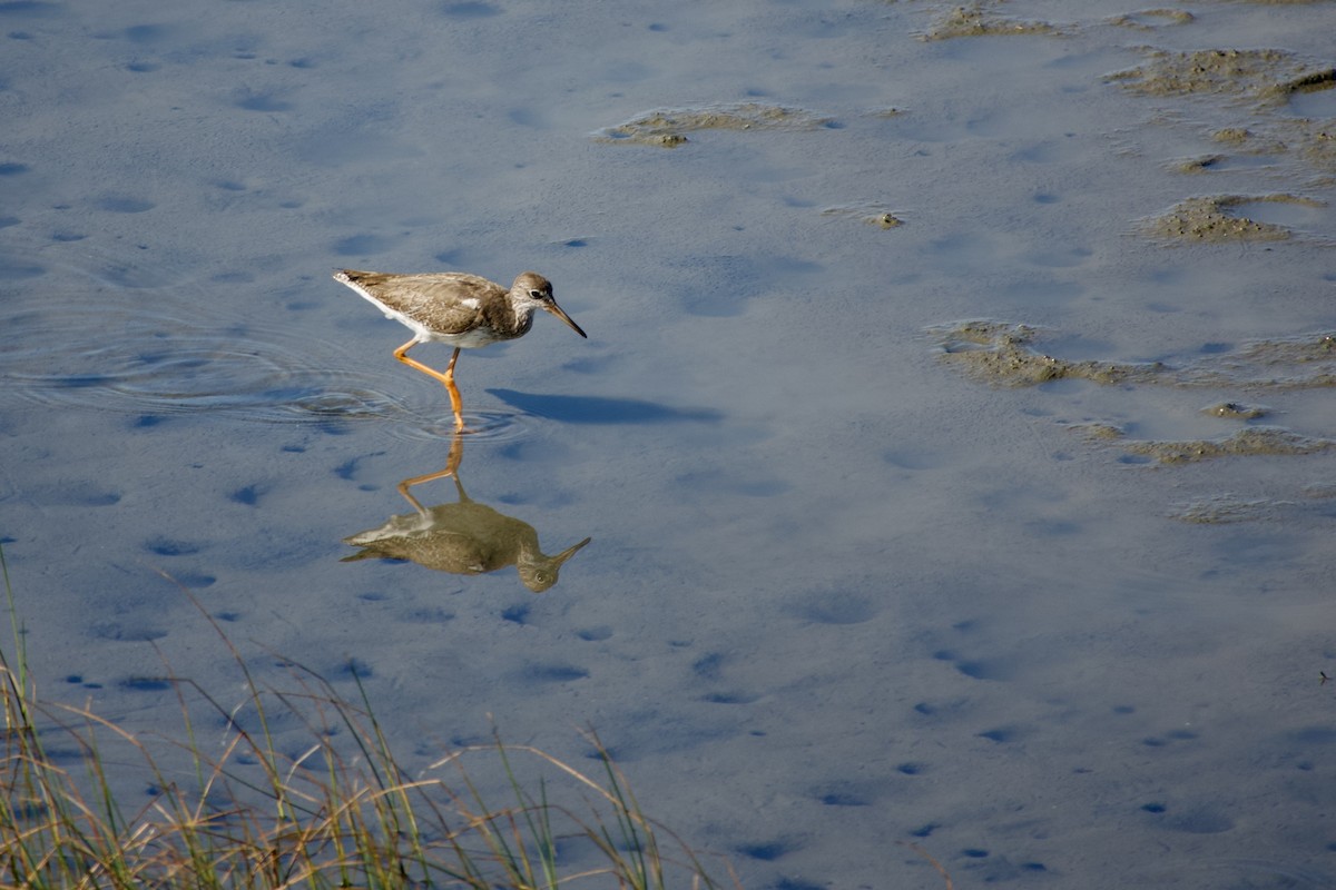 Common Redshank - ML645770206
