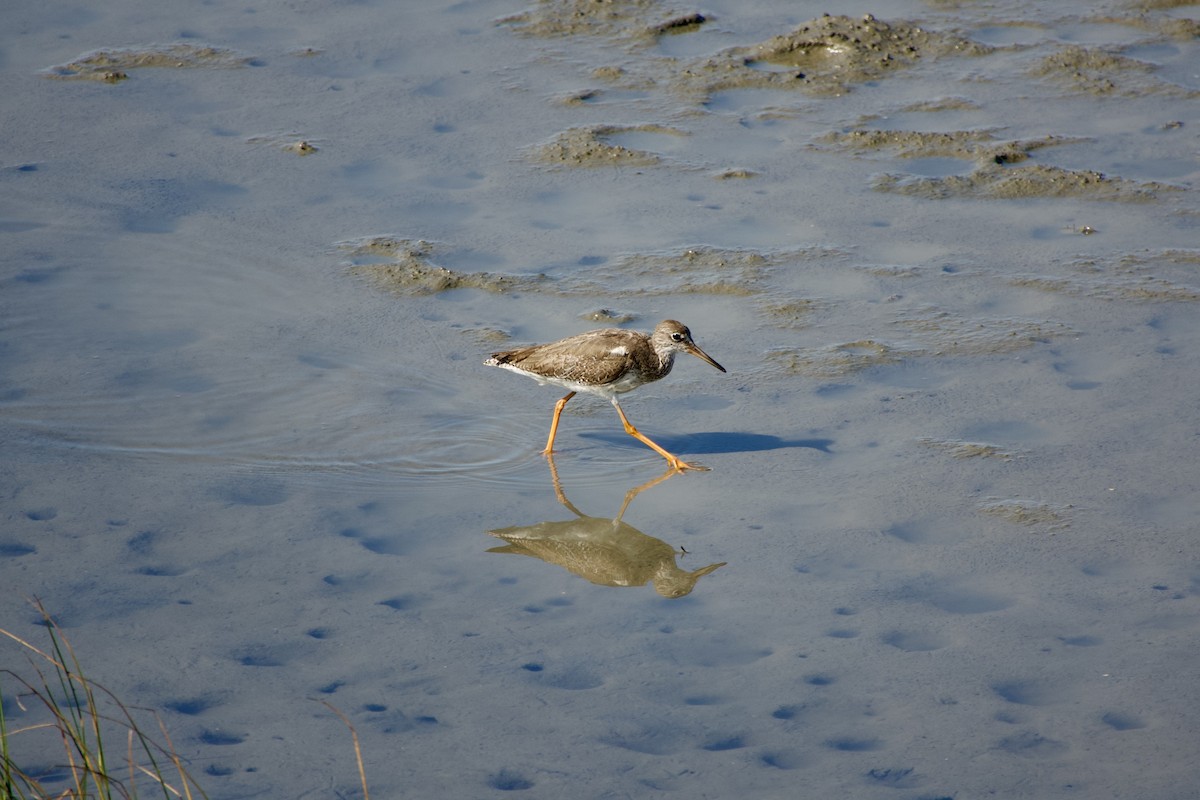Common Redshank - ML645770208