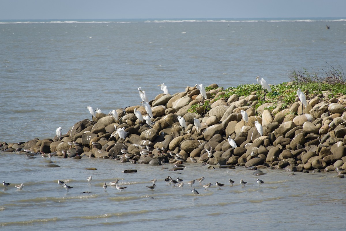 Common Redshank - ML645770209