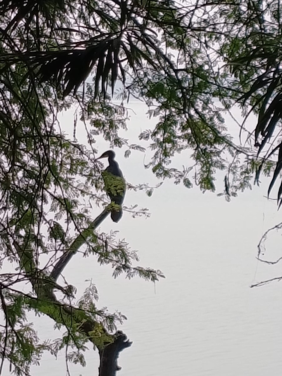 cormorant sp. - ML645770210