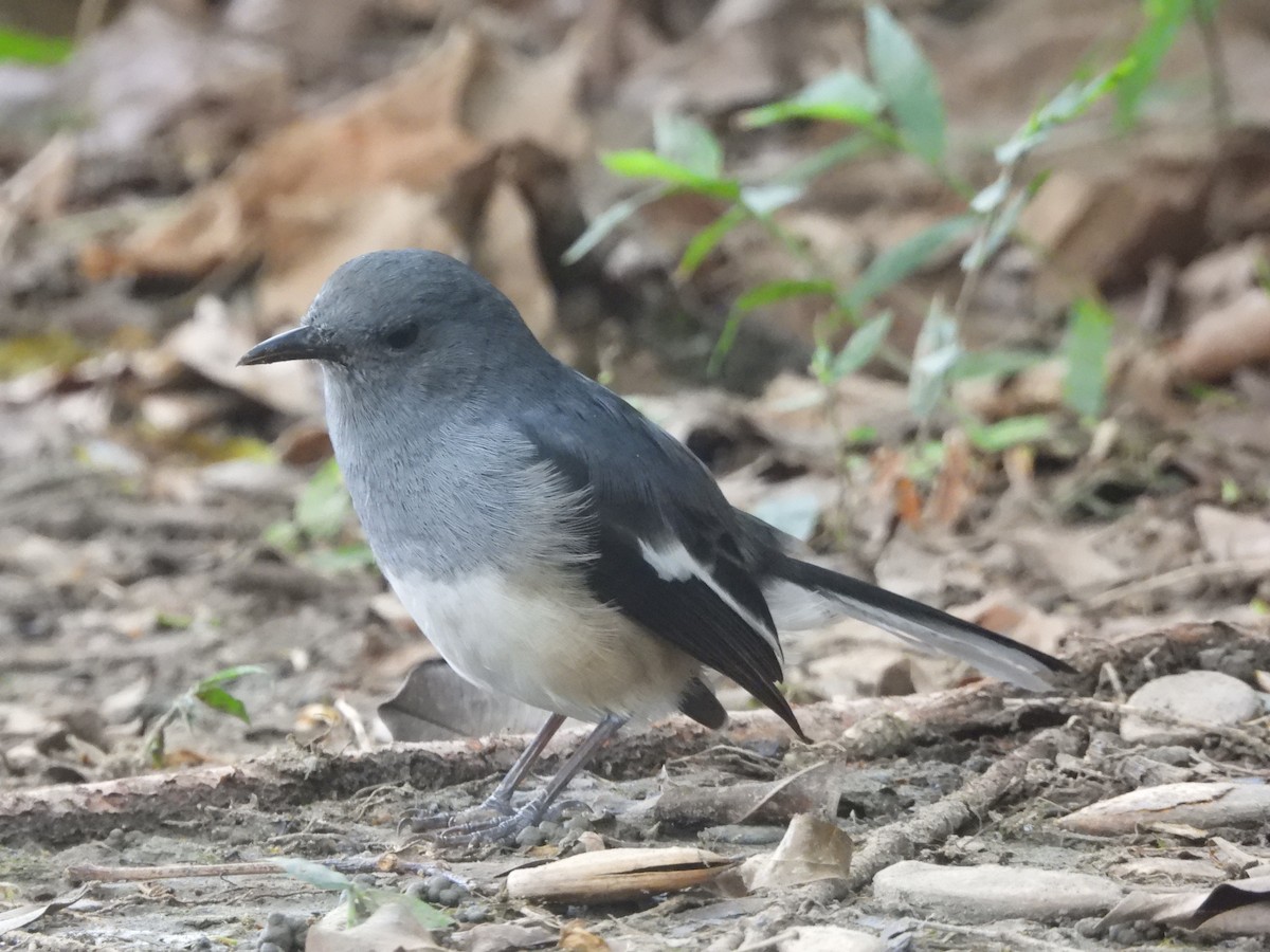 Oriental Magpie-Robin - ML645770212