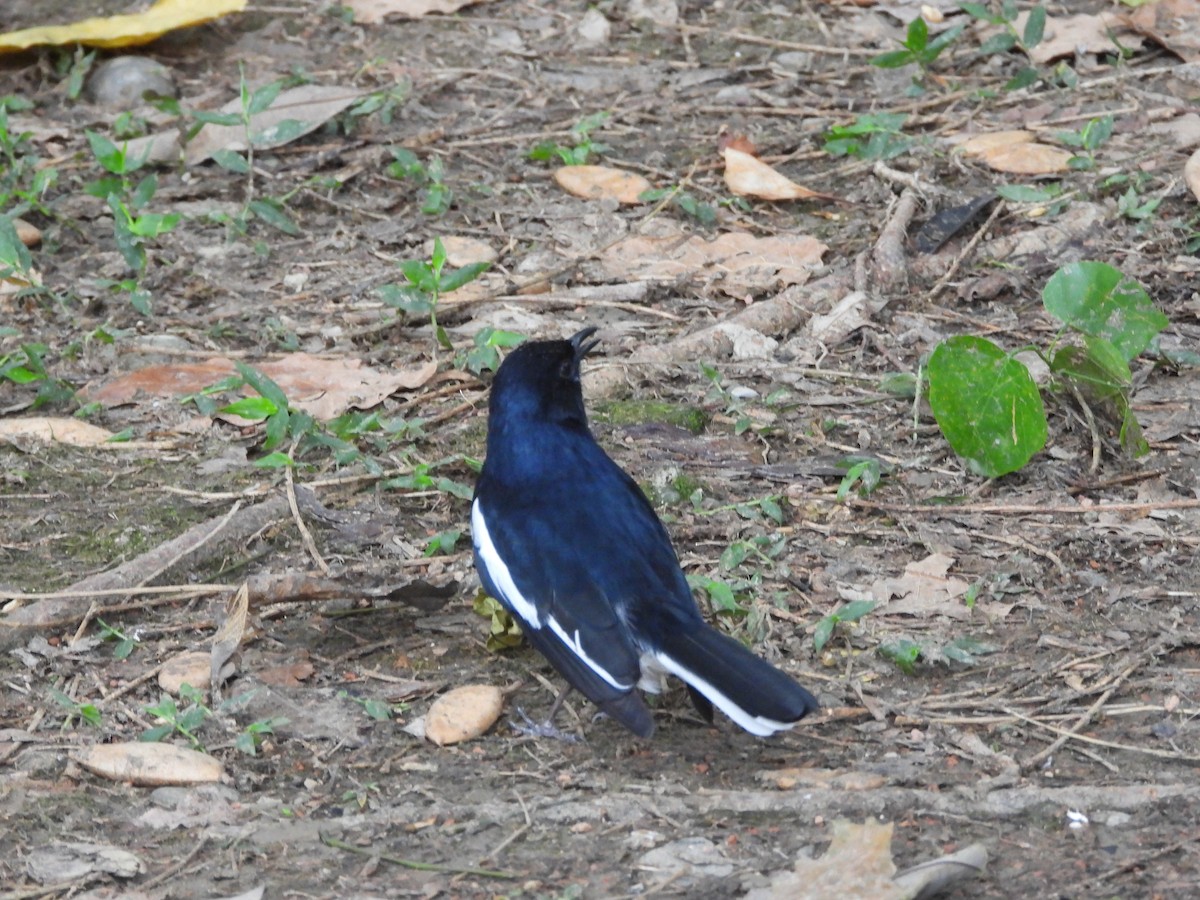 Oriental Magpie-Robin - ML645770213