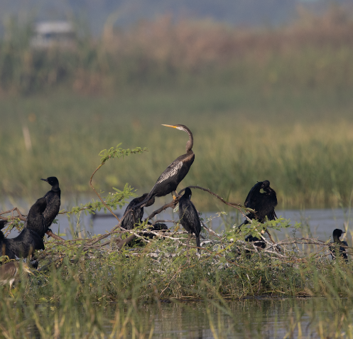 Oriental Darter - ML645770216