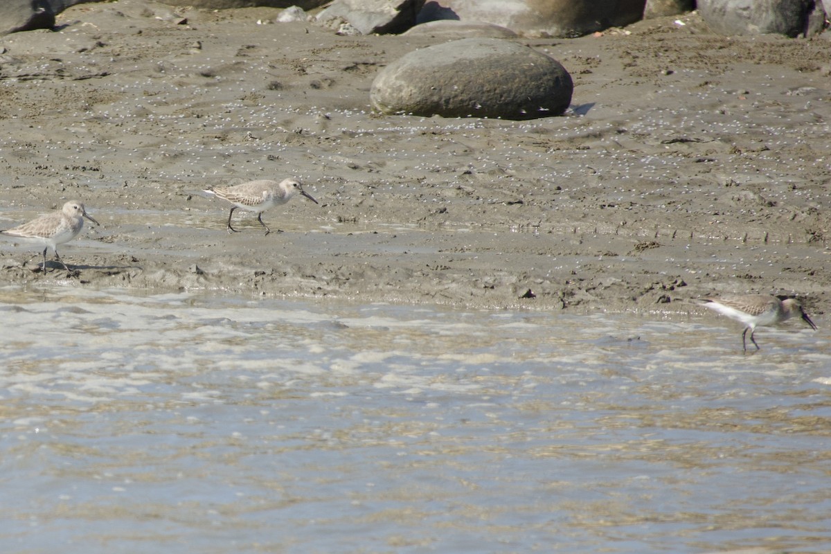 Dunlin - ML645770217