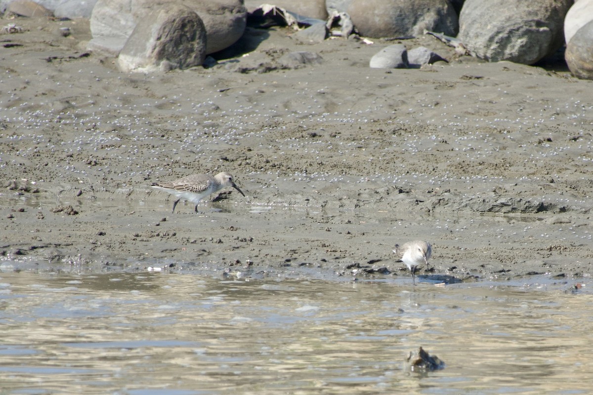 Dunlin - ML645770218