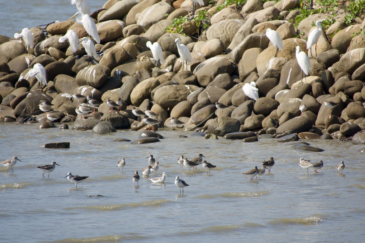 Dunlin - ML645770219