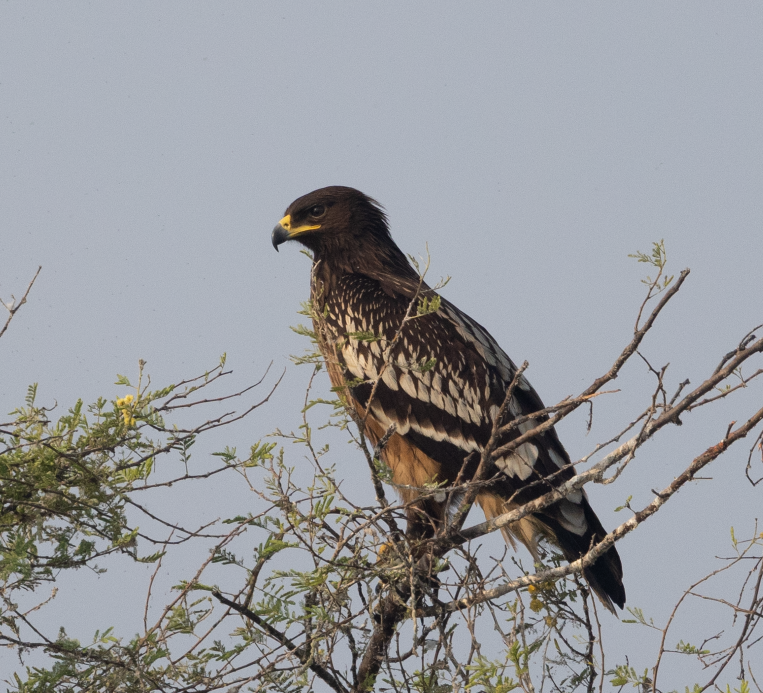 Greater Spotted Eagle - ML645770221
