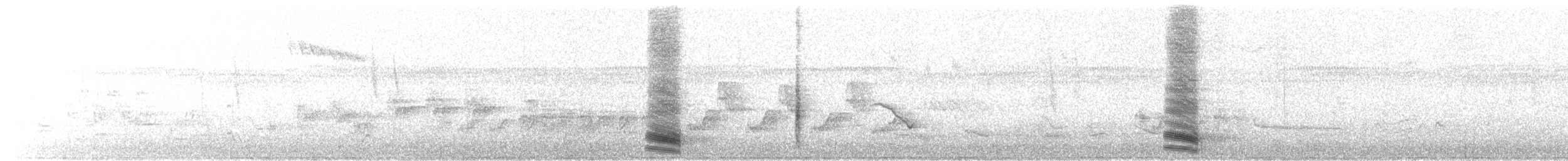 Australian Magpie (Black-backed) - ML645770226