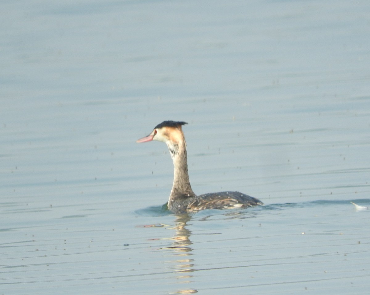 Great Crested Grebe - ML645770228