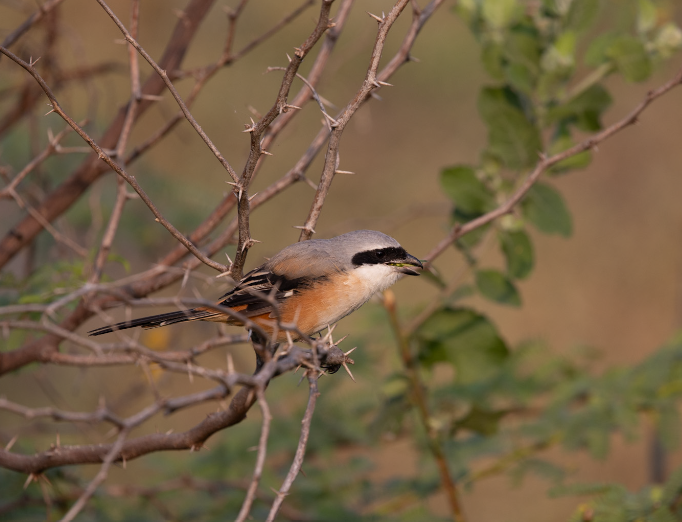 Long-tailed Shrike - ML645770232