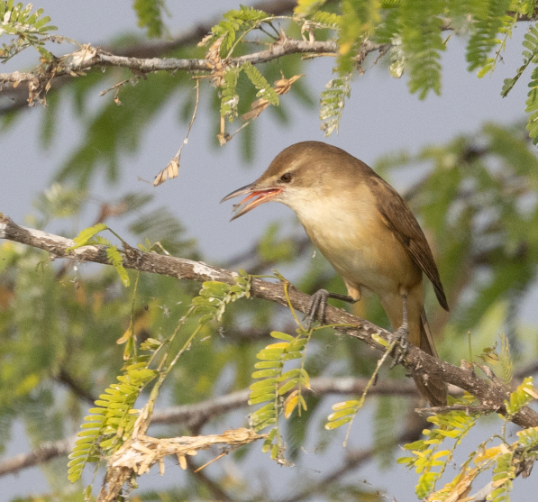 Clamorous Reed Warbler - ML645770234