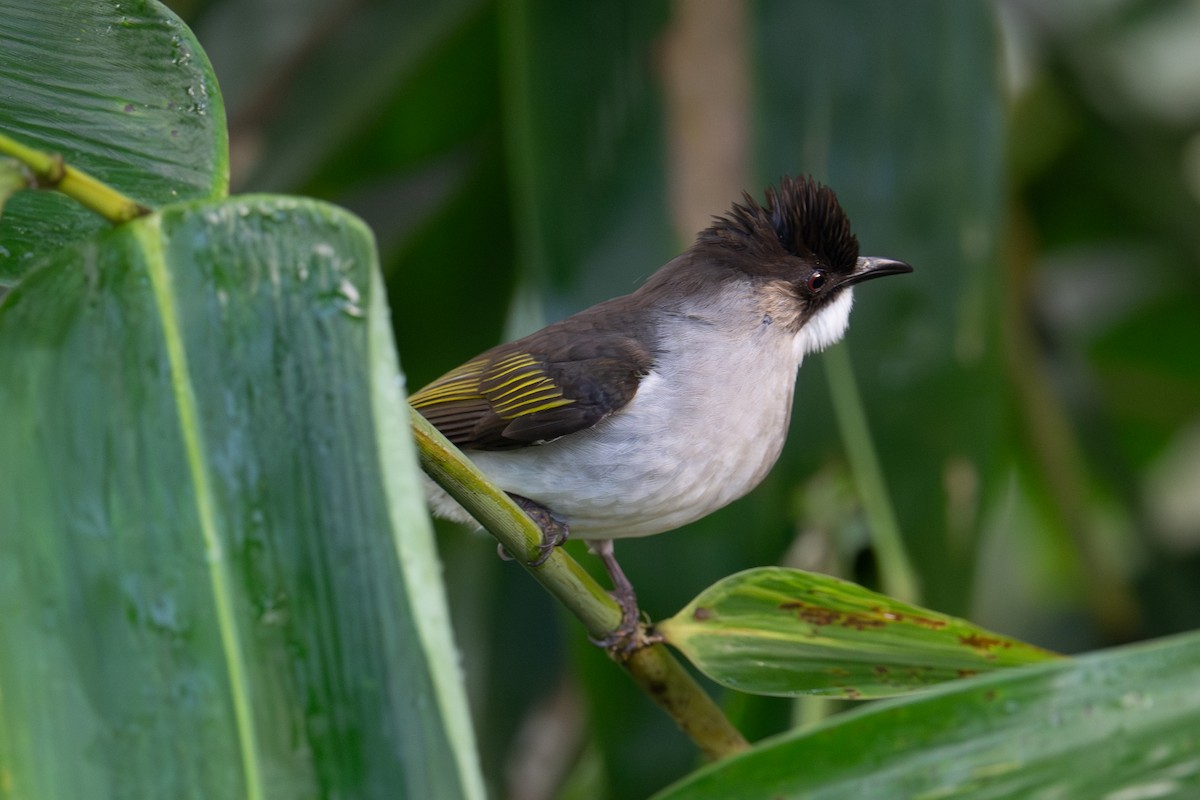 Ashy Bulbul - ML645770236