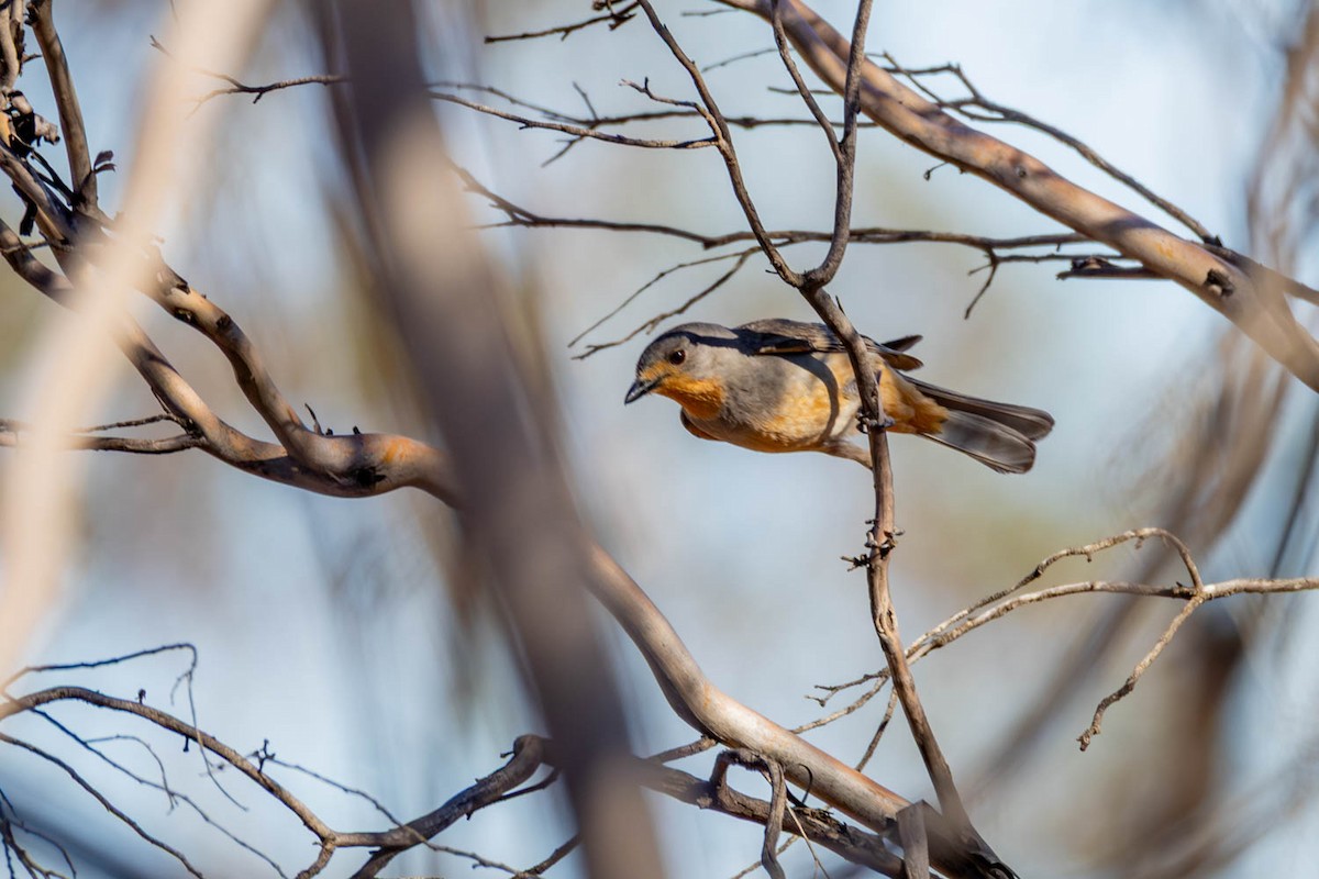 Red-lored Whistler - ML645770239