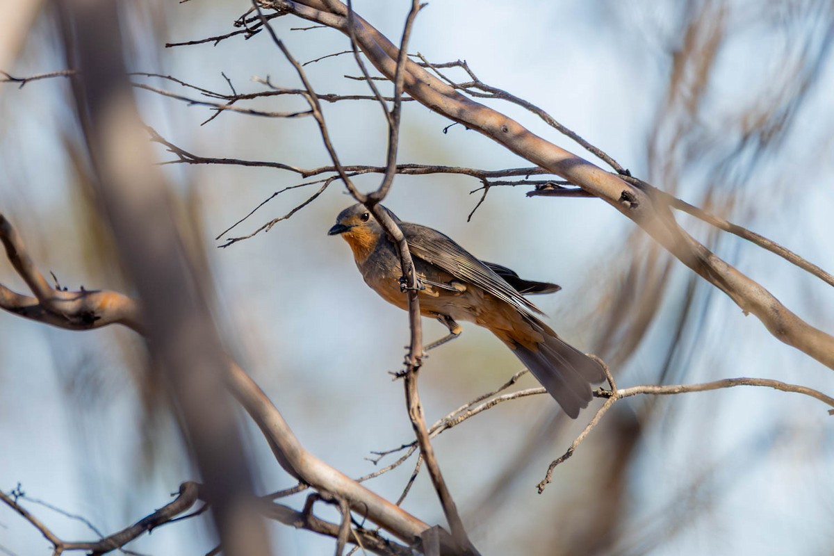 Red-lored Whistler - ML645770240