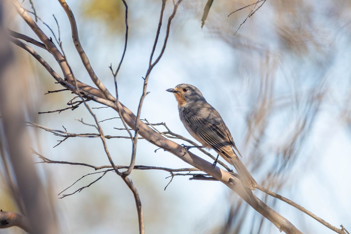 Red-lored Whistler - ML645770241