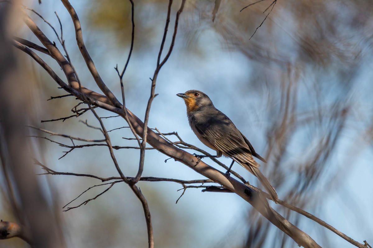 Red-lored Whistler - ML645770242
