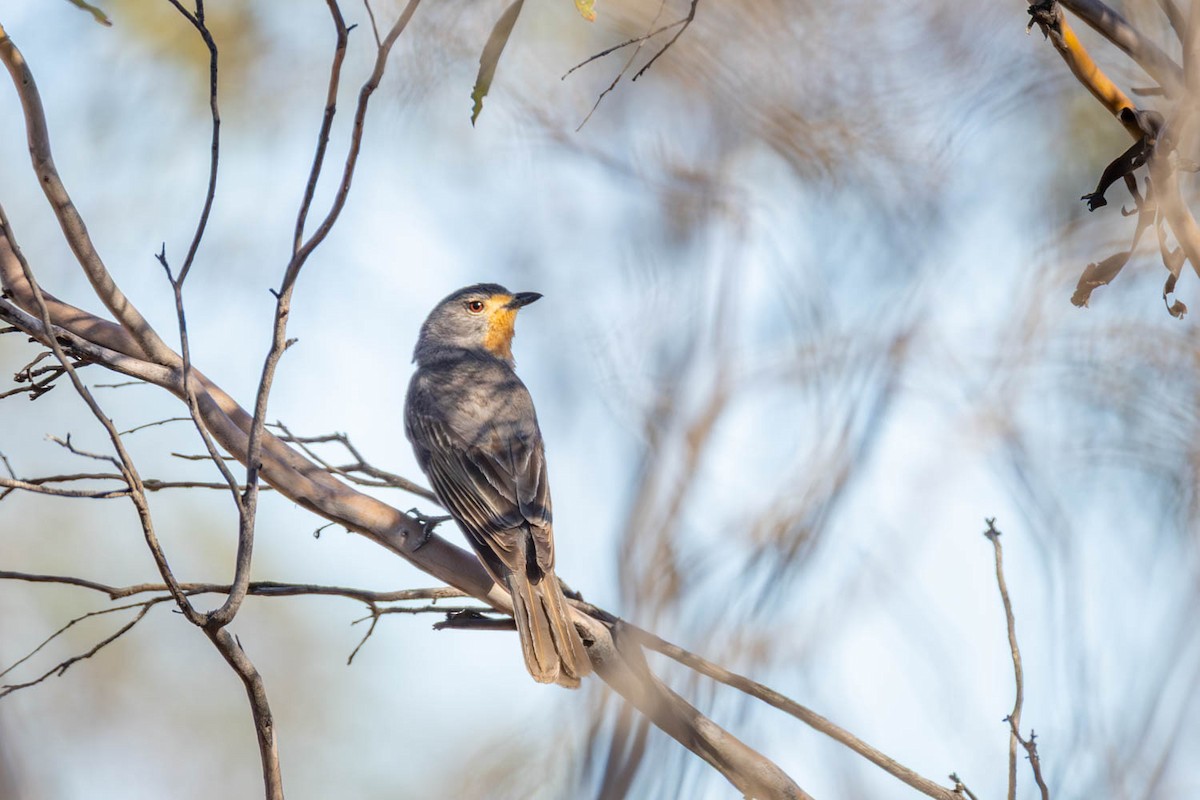 Red-lored Whistler - ML645770243