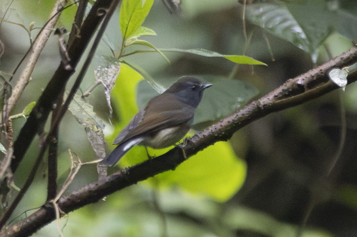 Rufous-gorgeted Flycatcher - ML645770244