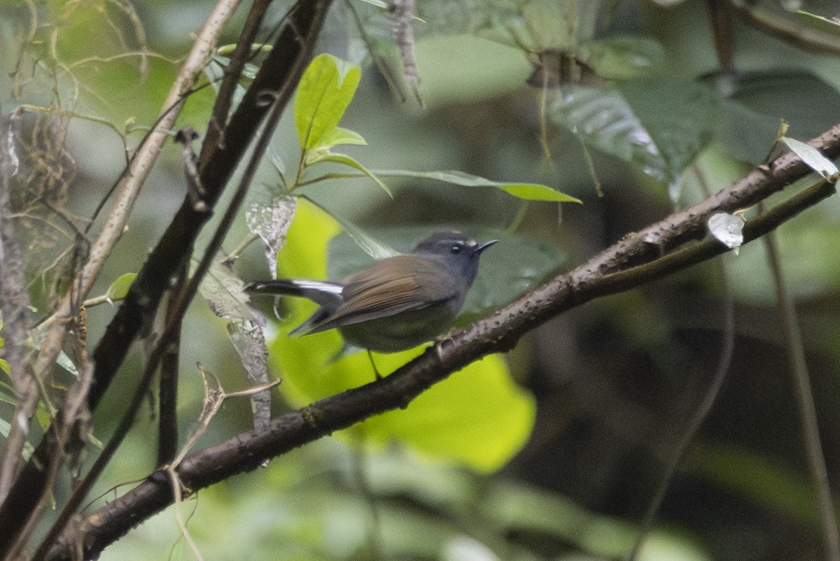 Rufous-gorgeted Flycatcher - ML645770245