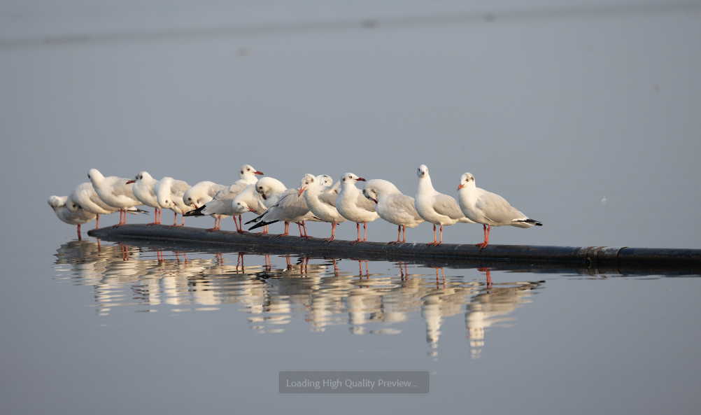 Brown-headed Gull - ML645770247