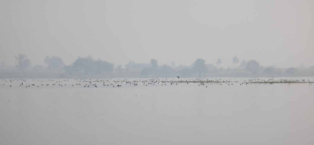 Eurasian Coot - ML645770250