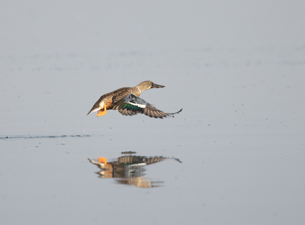 Northern Shoveler - ML645770251