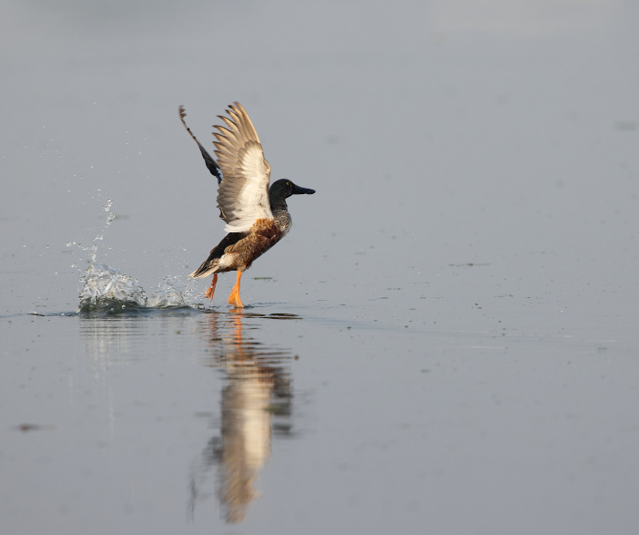 Northern Shoveler - ML645770252