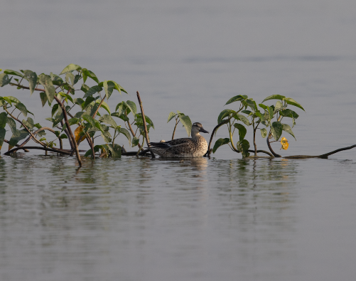 Garganey - ML645770259