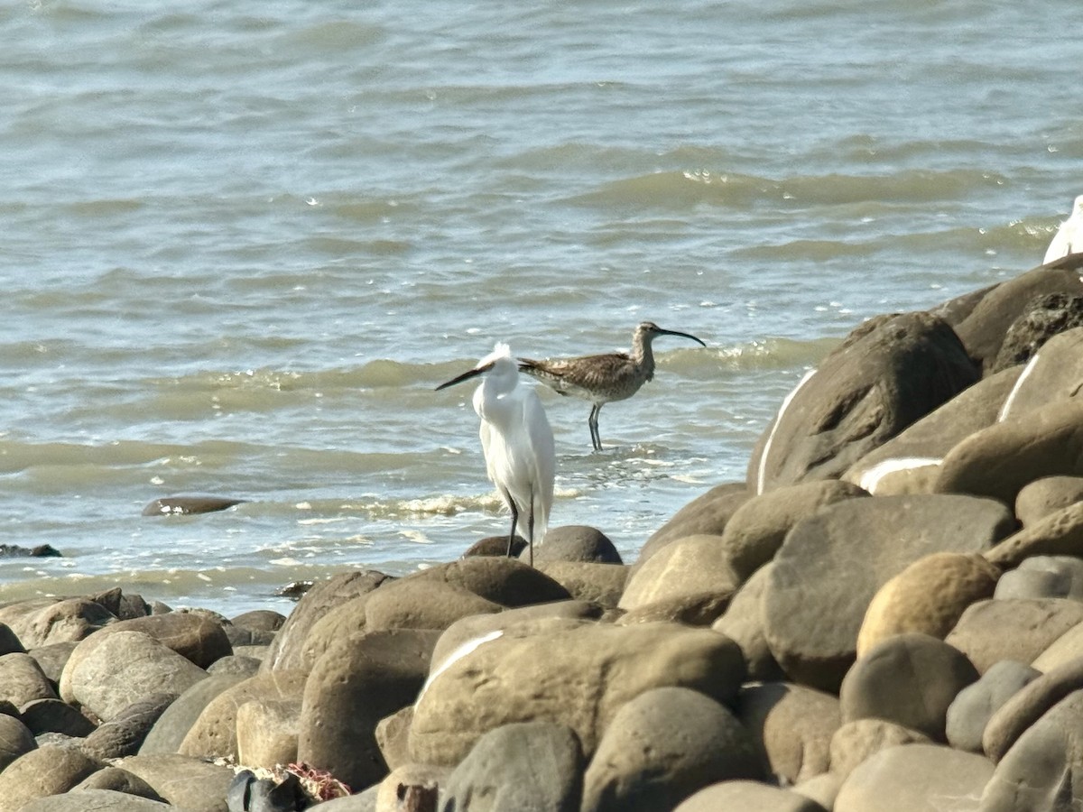Eurasian Whimbrel - ML645770260