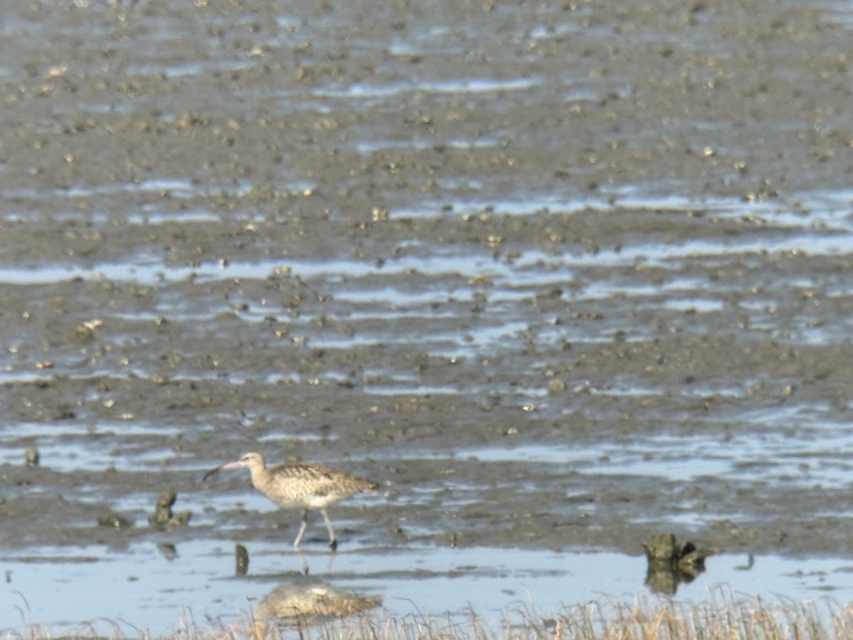 Eurasian Whimbrel - ML645770261