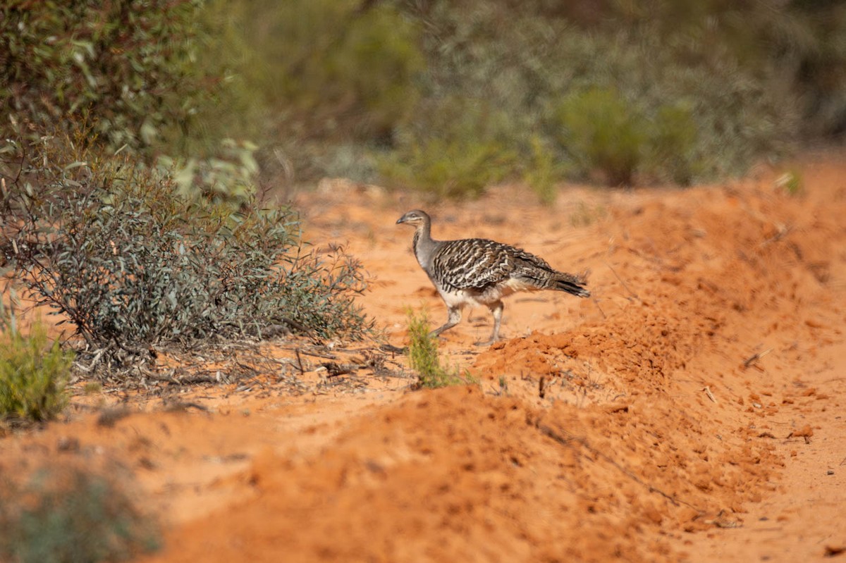 Глазчатая сорная курица - ML645770263