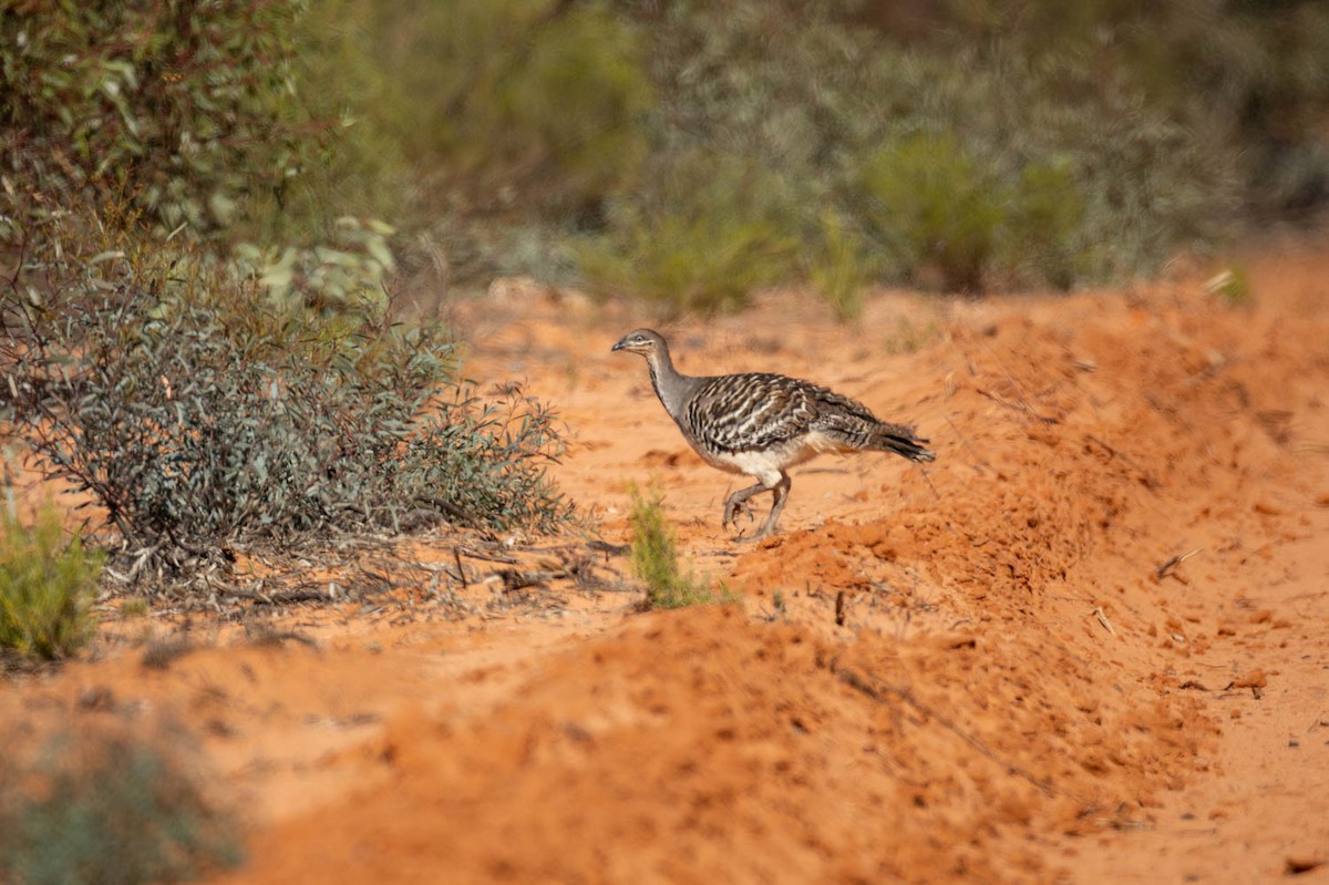 Глазчатая сорная курица - ML645770264