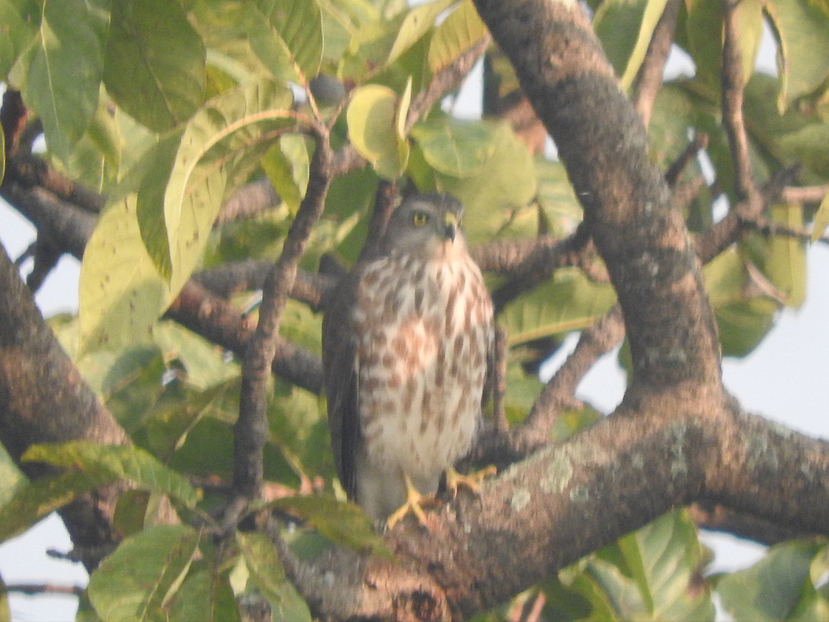 Тювик - ML645770265