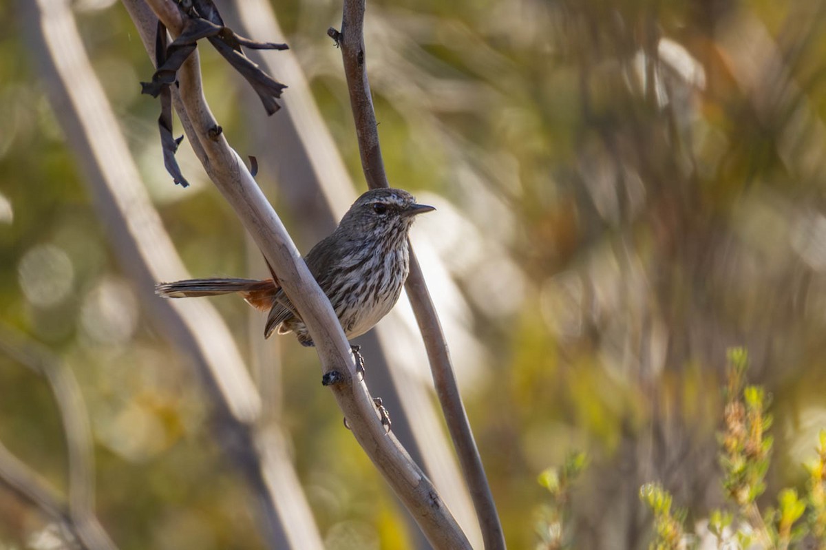 Скрытный ложнокрапивник - ML645770266