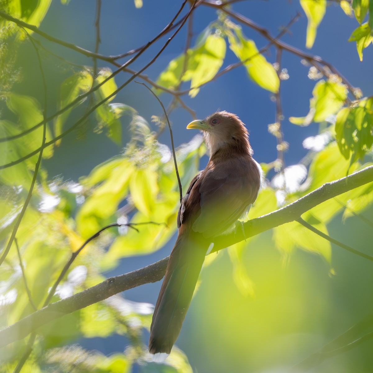 Common Squirrel-Cuckoo (Amazonian) - ML645770267