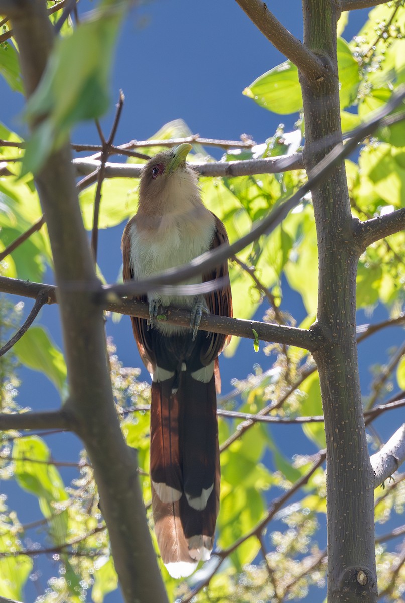 Common Squirrel-Cuckoo (Amazonian) - ML645770268